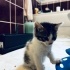 Sevimli bonbon🐾😻ömürlük yuvasını arıyor 💕 fotoğraf