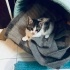 Sevimli bonbon🐾😻ömürlük yuvasını arıyor 💕 fotoğraf
