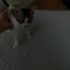 Sevimli bonbon🐾😻ömürlük yuvasını arıyor 💕 fotoğraf