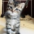 Sevecen💙fındık🐾sevgi dolu yuvasını arıyor 😻 fotoğraf