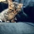 Sevecen💙fındık🐾sevgi dolu yuvasını arıyor 😻 fotoğraf