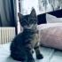 Sevecen💙fındık🐾sevgi dolu yuvasını arıyor 😻 fotoğraf