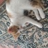 İki aylık kedi yavrusu fotoğraf