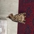 Sokakta hamile bulduğumuz Cadı’yı sahiplendiriyoruz fotoğraf