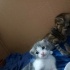 Evde doğmuş minik yavrucuklarımız🐱 fotoğraf