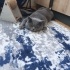 Ücretsiz british shorthair erkek duman fotoğraf