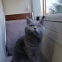 Ücretsiz british shorthair erkek duman fotoğraf