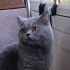 Ücretsiz british shorthair erkek duman fotoğraf