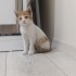 2 AYLIK ERKEK ANNESİZ BULUNDU YUVA ÇIKMAZSA SOKAĞA GERİ BIRAKILACAK fotoğraf
