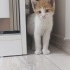 2 AYLIK ERKEK ANNESİZ BULUNDU YUVA ÇIKMAZSA SOKAĞA GERİ BIRAKILACAK fotoğraf