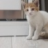 2 AYLIK ERKEK ANNESİZ BULUNDU YUVA ÇIKMAZSA SOKAĞA GERİ BIRAKILACAK fotoğraf