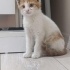 2 AYLIK ERKEK ANNESİZ BULUNDU YUVA ÇIKMAZSA SOKAĞA GERİ BIRAKILACAK fotoğraf