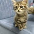 ANNE SÜTÜYLE BÜYÜMÜŞ TAM 2 AYLIK 2 TEKİR KIZ YUVA ARIYOR fotoğraf