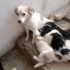 Fino anne ve bebekler acil yuva fotoğraf