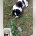Fino anne ve bebekler acil yuva fotoğraf