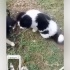 Fino anne ve bebekler acil yuva fotoğraf