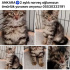 İki aylık Norveç bebek fotoğraf