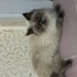 Boncuk kedimize yuva arıyoruz fotoğraf