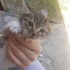 2 aylık erkek kedi Karamel fotoğraf