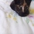 Tortik kedi ev arıyor