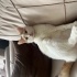 sevimli kevin icin acil yuva ilanı 🐈💖