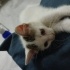 2.5 aylık yavru dişi kedi