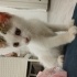 2.5 aylık yavru dişi kedi fotoğraf