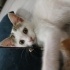 2.5 aylık yavru dişi kedi fotoğraf