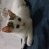 2.5 aylık yavru dişi kedi fotoğraf