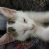 2.5 aylık yavru dişi kedi fotoğraf