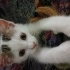2.5 aylık yavru dişi kedi fotoğraf