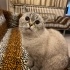 Safkan British Çocuğumuz Ücretsiz Sahiplendirilecek fotoğraf