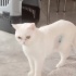 Ücretsiz sahiplenme British kedi fotoğraf