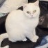 Ücretsiz sahiplenme British kedi fotoğraf