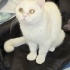 Ücretsiz sahiplenme British kedi fotoğraf