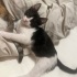 Mırmır 🐾😻ömürlük yuvasını bekliyor fotoğraf