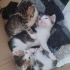 sütten kesilen tatlı yavrulara yuva lazım :) fotoğraf