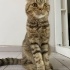 Tam sevgi  yumağı kendisi fotoğraf