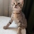 Sevgi dolu, oyuncu 1.5 aylık erkek kedi fotoğraf