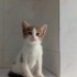 Prensler ömürlük yuvasını arıyor fotoğraf