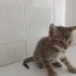 Prensler ömürlük yuvasını arıyor fotoğraf