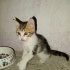 Yavru tekir kedi güzel bakabilecek yuva arıyoruz fotoğraf