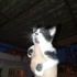 Yavru tekir kedi güzel bakabilecek yuva arıyoruz fotoğraf