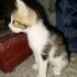 Yavru tekir kedi güzel bakabilecek yuva arıyoruz fotoğraf