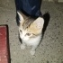 Yavru tekir kedi güzel bakabilecek yuva arıyoruz fotoğraf