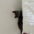 Oyuncu sevecen ve tatlı bir kedi yaş mamayı çok sever oyun oynamaya bayılır