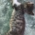 İZMİR ACİL ÖMÜRLÜK YUVA fotoğraf
