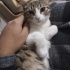 Acil yuva arıyoruz. fotoğraf
