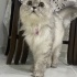 MİŞA YUVA ARIYOR fotoğraf