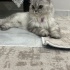 MİŞA YUVA ARIYOR fotoğraf